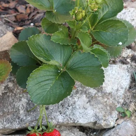 Летний дом Moinho De Pedra Ma