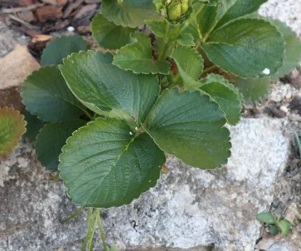 Εξοχικό σπίτι Moinho De Pedra Ma
